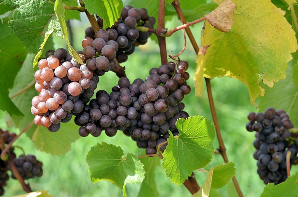 2° Avviso Asta Pubblica – Vendita di Uva da Vino, dell’Azienda Agricola “Rive degli Angeli” di proprietà del Consorzio